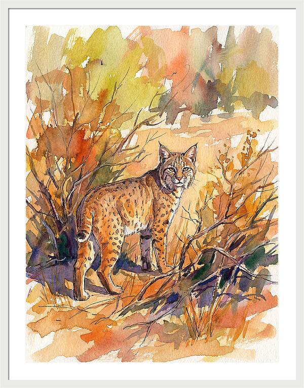 Bobcat In Natural Habitat