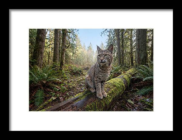 Bobcat Resting On A Log