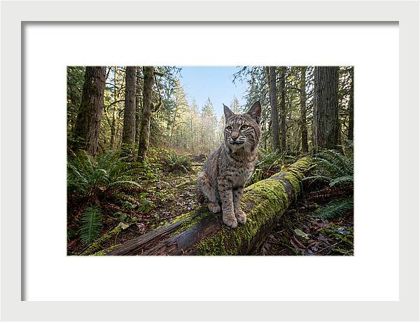 Bobcat Resting On A Log