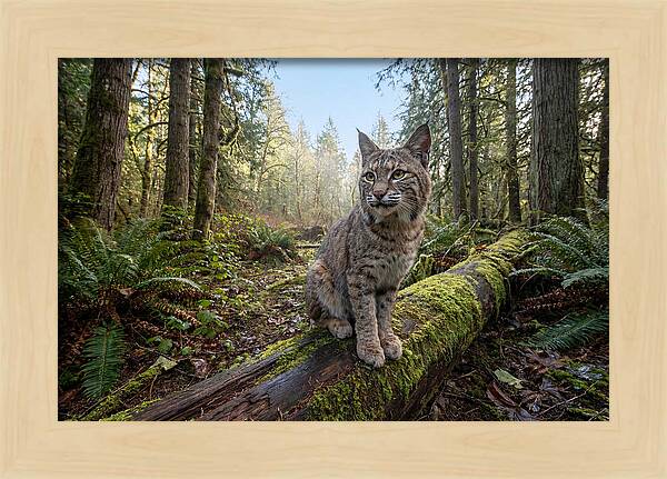 Bobcat Resting On A Log