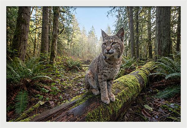Bobcat Resting On A Log