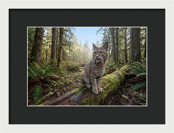 Bobcat Resting On A Log