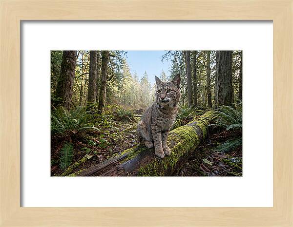 Bobcat Resting On A Log
