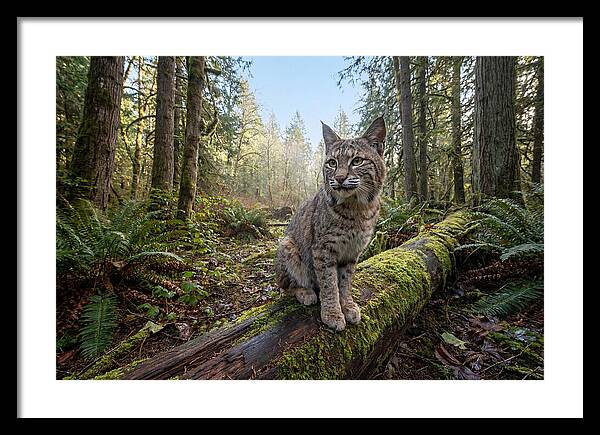 Bobcat Resting On A Log