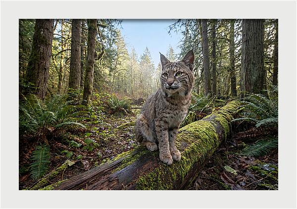 Bobcat Resting On A Log