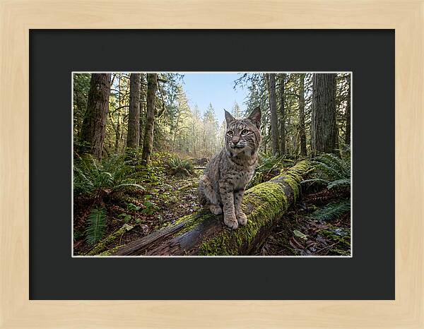 Bobcat Resting On A Log