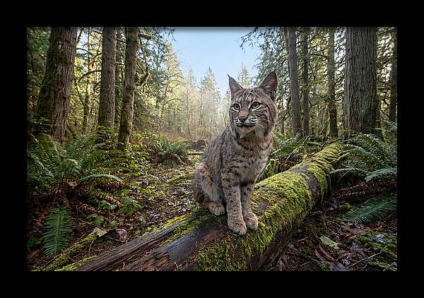 Bobcat Resting On A Log