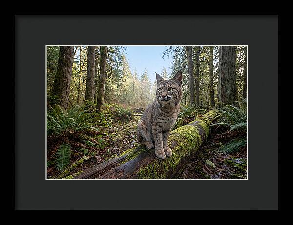 Bobcat Resting On A Log