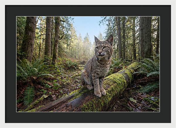 Bobcat Resting On A Log