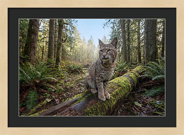Bobcat Resting On A Log