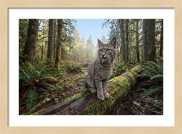 Bobcat Resting On A Log
