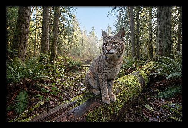 Bobcat Resting On A Log