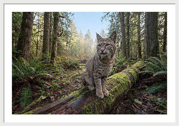Bobcat Resting On A Log