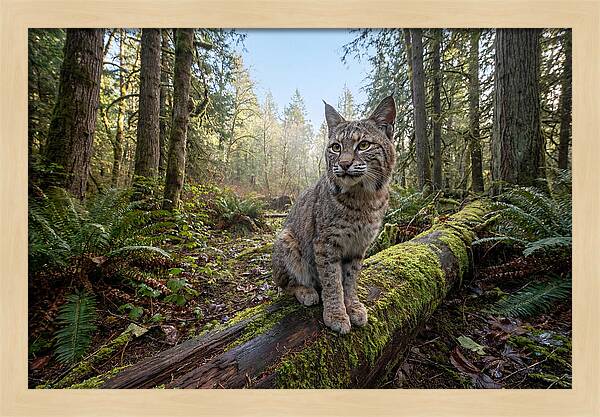 Bobcat Resting On A Log