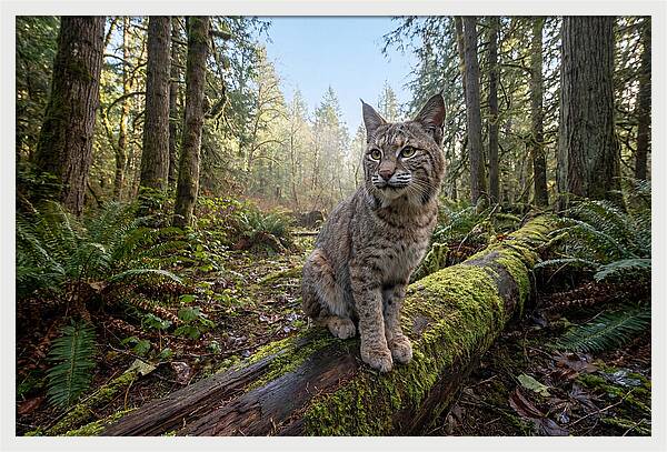 Bobcat Resting On A Log