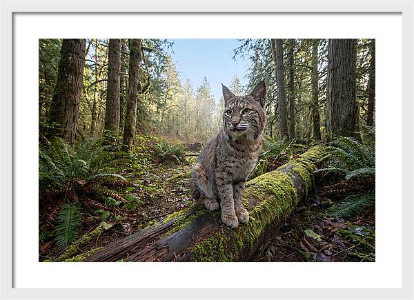 Bobcat Resting On A Log
