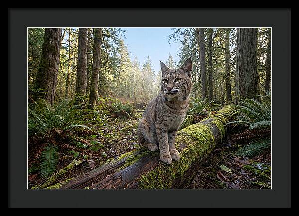 Bobcat Resting On A Log