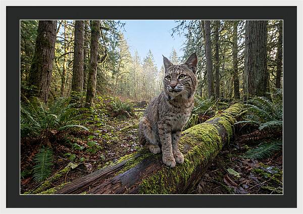 Bobcat Resting On A Log
