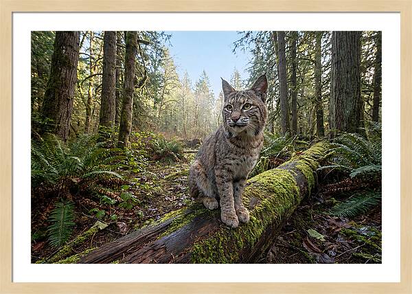 Bobcat Resting On A Log