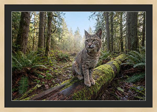 Bobcat Resting On A Log