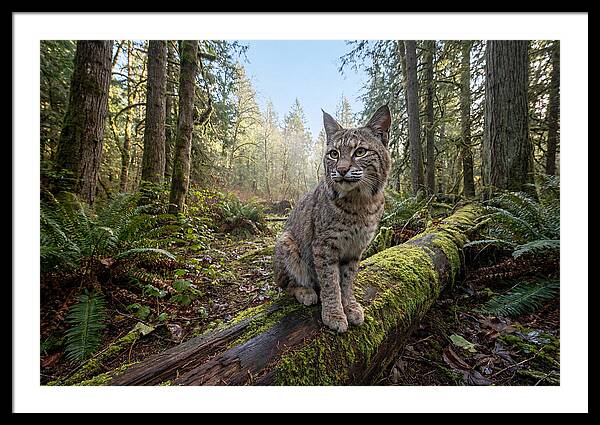 Bobcat Resting On A Log