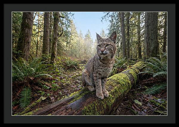 Bobcat Resting On A Log