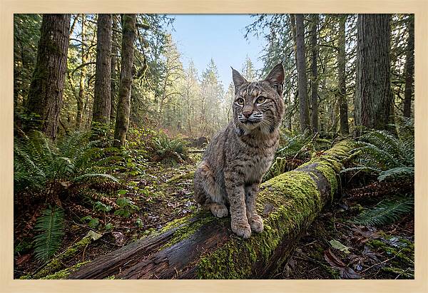Bobcat Resting On A Log