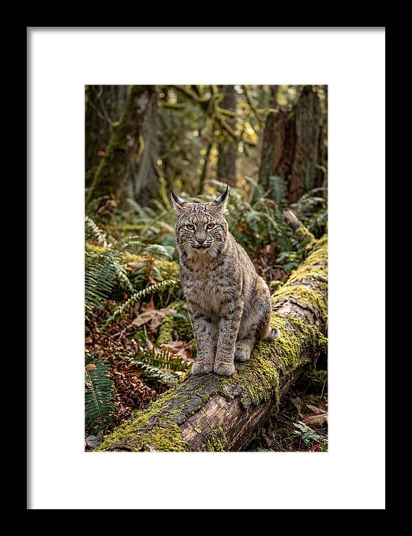Bobcat Sitting On A Log