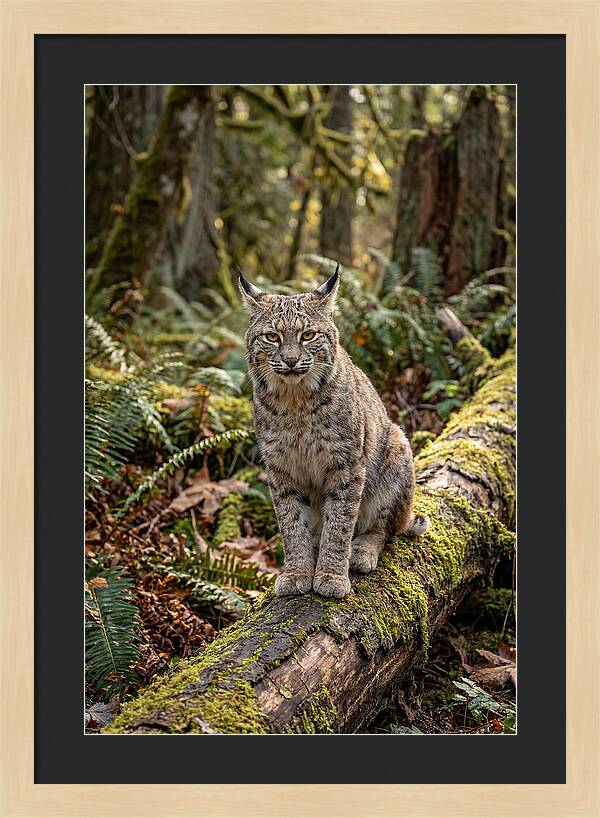 Bobcat Sitting On A Log