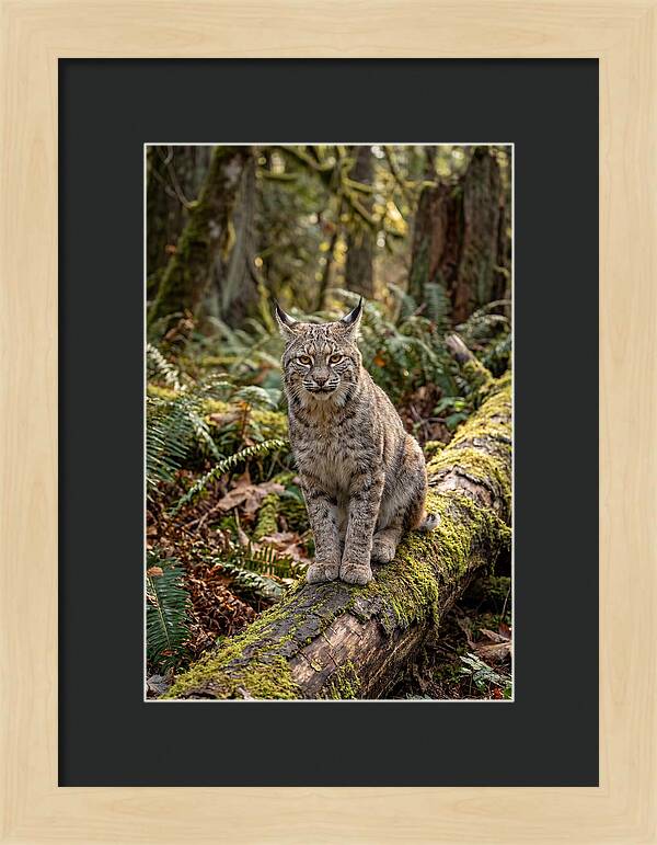 Bobcat Sitting On A Log