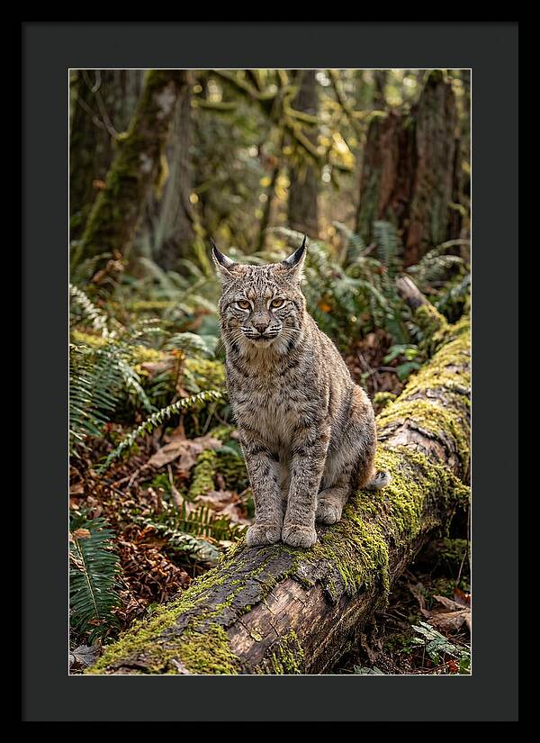 Bobcat Sitting On A Log