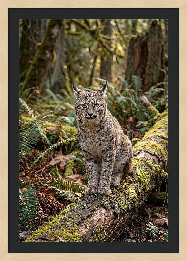 Bobcat Sitting On A Log