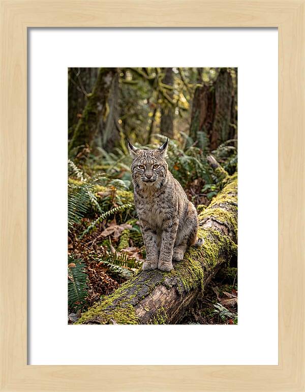 Bobcat Sitting On A Log