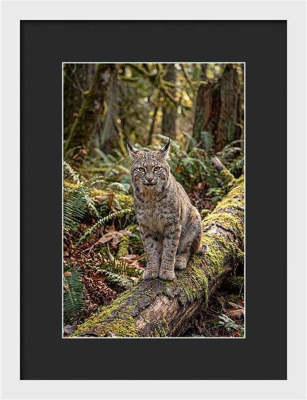Bobcat Sitting On A Log