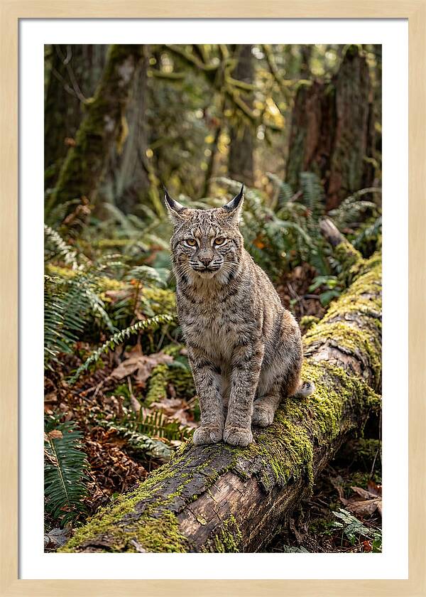 Bobcat Sitting On A Log