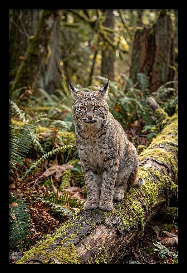 Bobcat Sitting On A Log