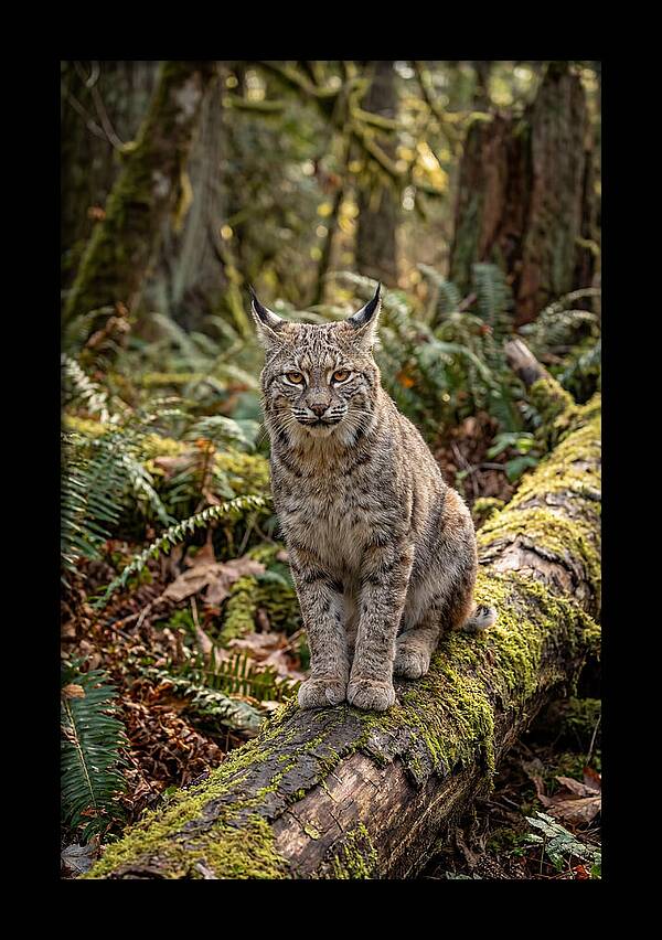 Bobcat Sitting On A Log