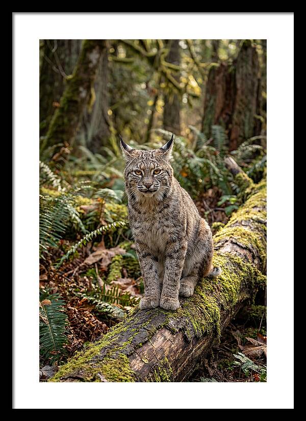 Bobcat Sitting On A Log