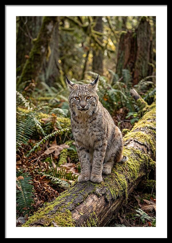 Bobcat Sitting On A Log
