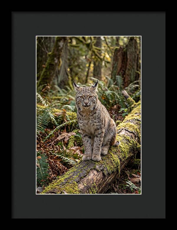Bobcat Sitting On A Log