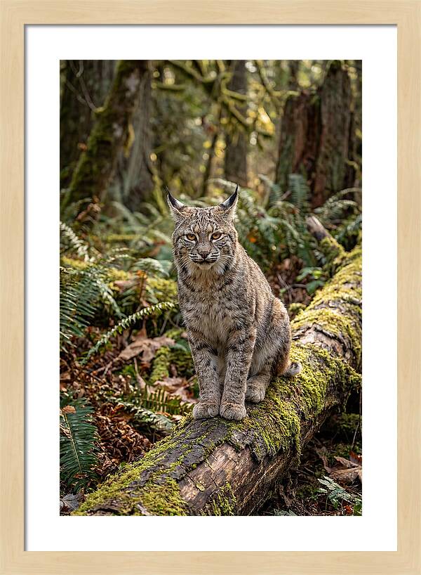 Bobcat Sitting On A Log