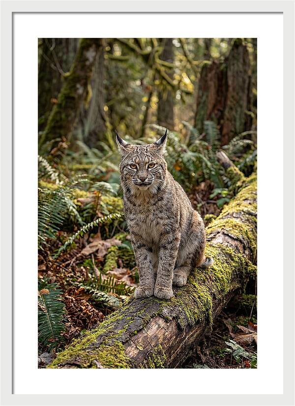 Bobcat Sitting On A Log