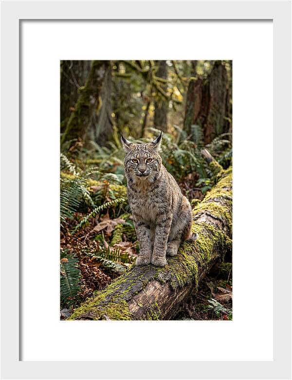 Bobcat Sitting On A Log