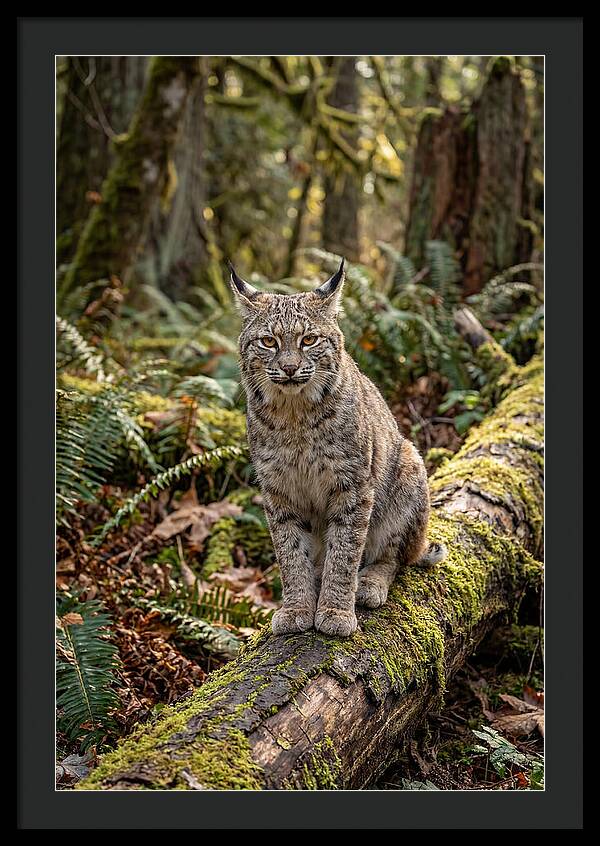 Bobcat Sitting On A Log