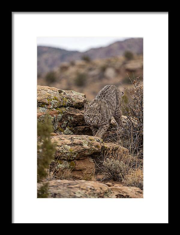 Bobcat Stalking Prey