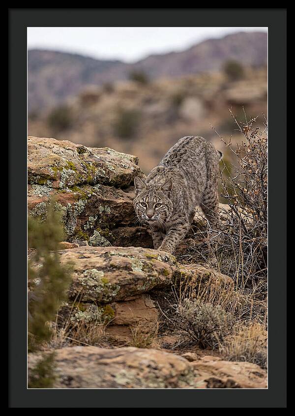 Bobcat Stalking Prey