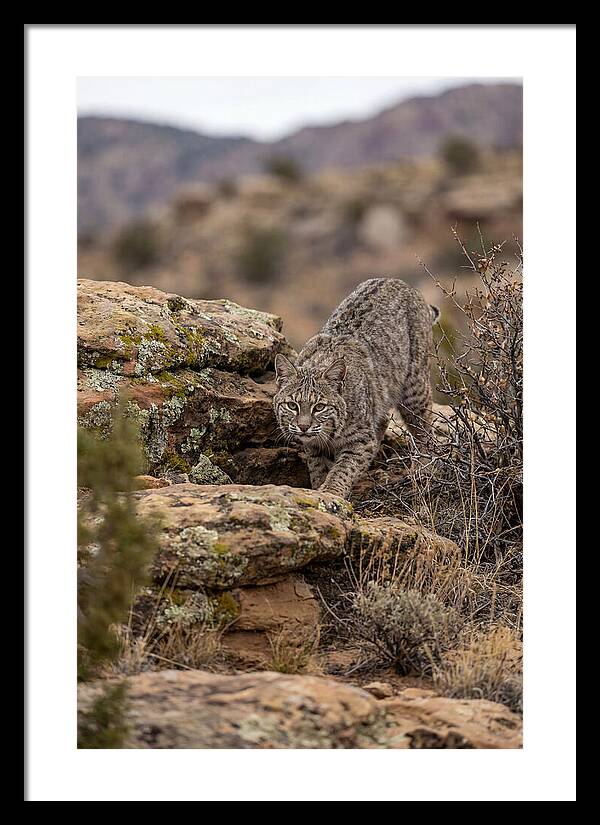 Bobcat Stalking Prey