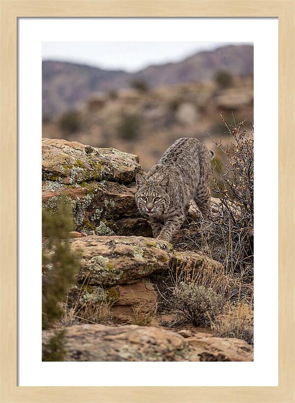 Bobcat Stalking Prey