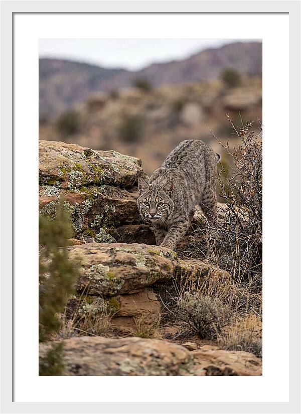 Bobcat Stalking Prey