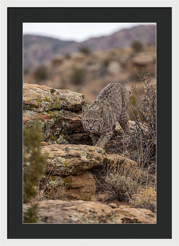 Bobcat Stalking Prey